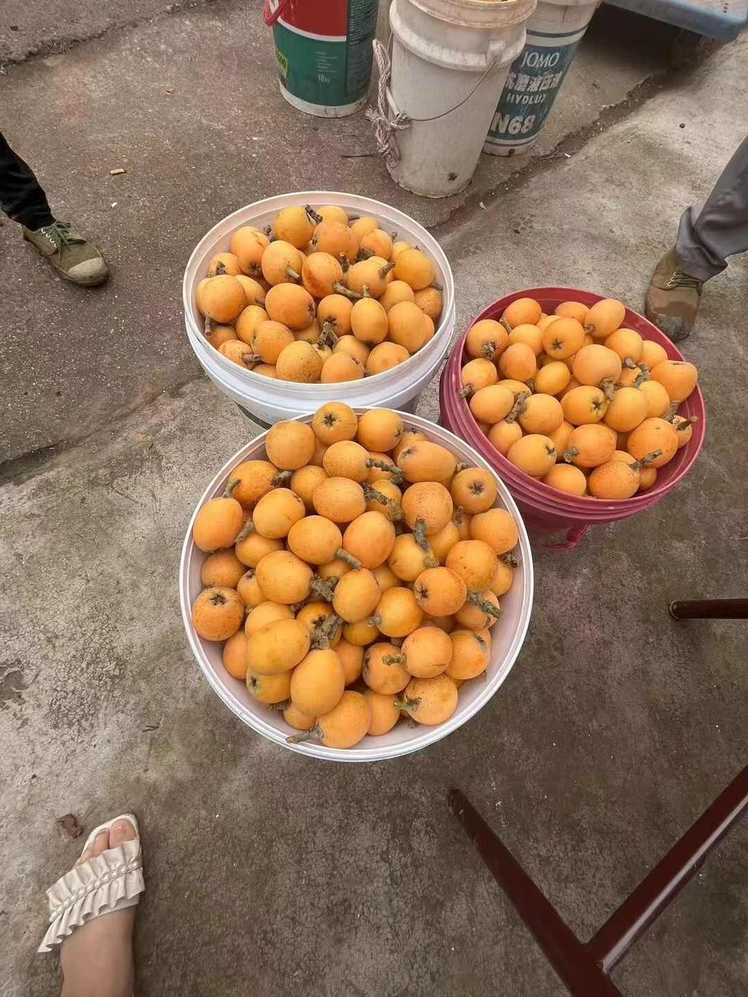 大五星枇杷
