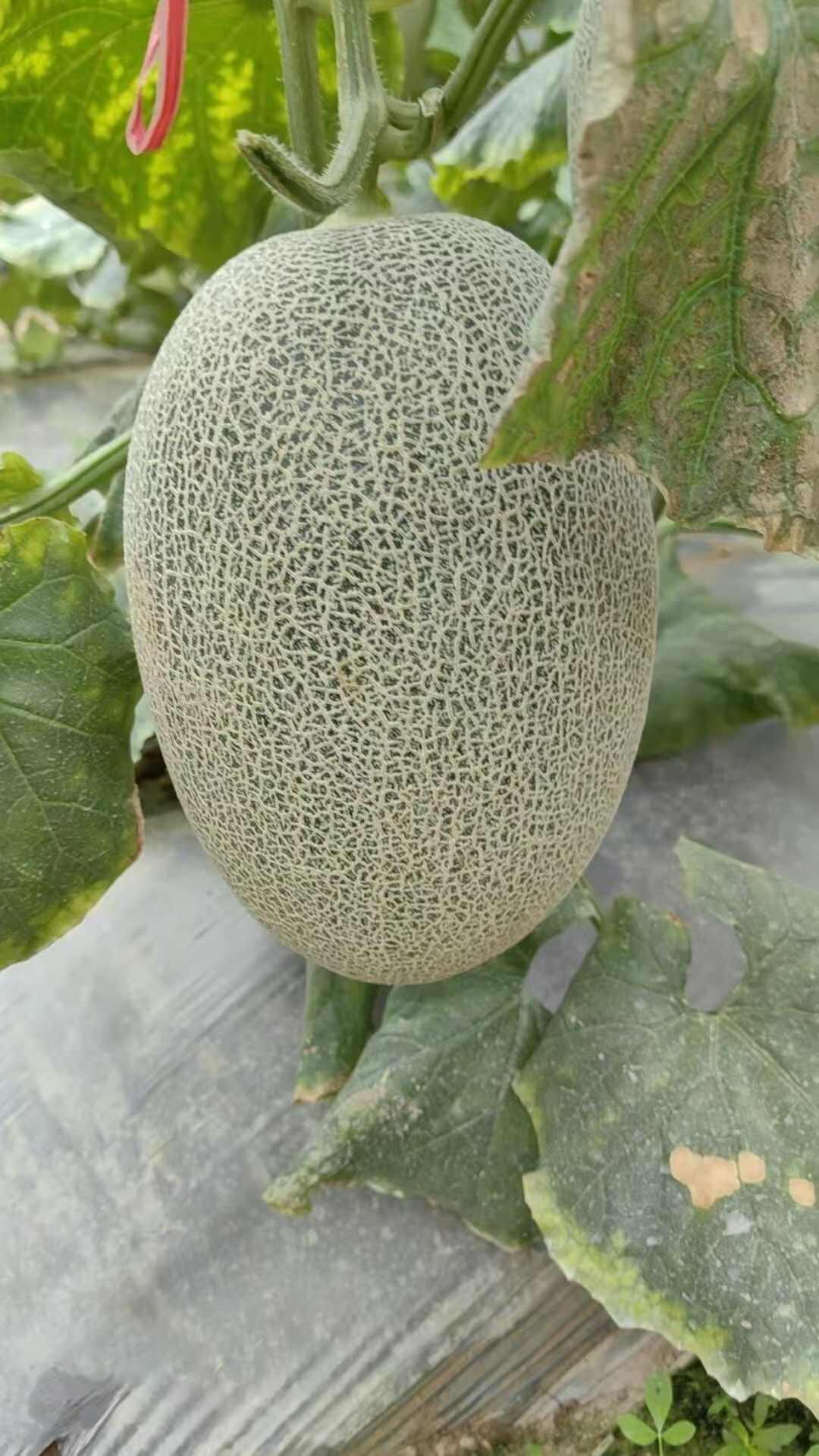 新疆哈密瓜种子白网蜜28号新疆哈密瓜种籽甜度高大田基地香瓜