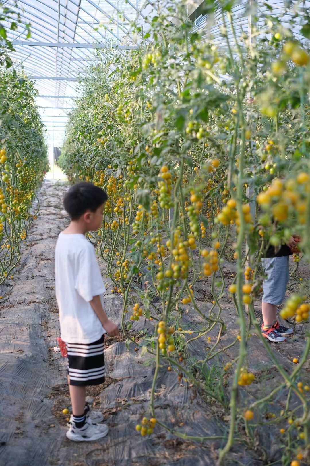 位于浙江嘉兴桐乡，有机种植土壤特别好，大棚设备都是很先进的。
