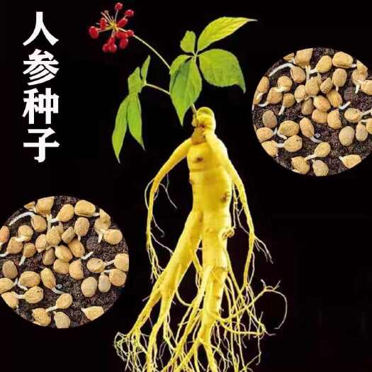 新宾县长白山人参籽种子