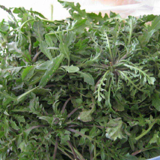 野生荠荠菜