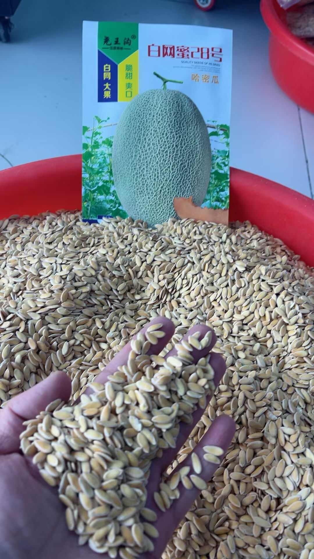 新疆哈密瓜种子白网蜜28号新疆哈密瓜种籽甜度高大田基地香瓜