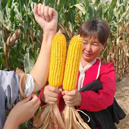 临沭县天然抗虫，六好玉米种子