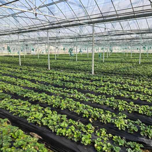 桐乡市位于浙江嘉兴桐乡，有机种植土壤特别好，大棚设备都是很先进的。