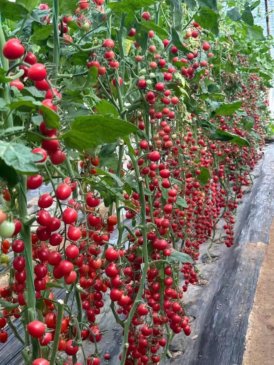 山东寿光优质青甜 小黄 小红 迷彩等各类口感特色西红柿种苗