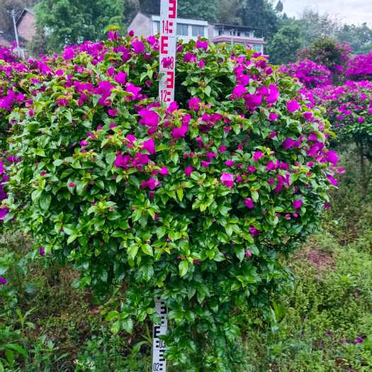 高1.5米，冠1.2米紫花三角梅
