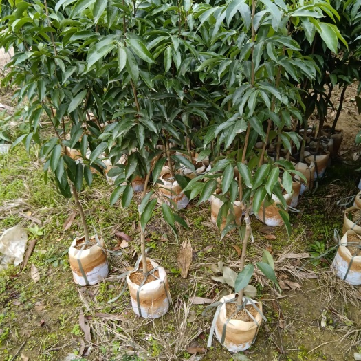 灵山县无核荔枝苗，告别吐核烦恼，珍稀种苗等你来种