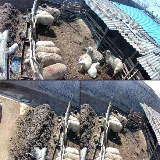 孝义市绵羊