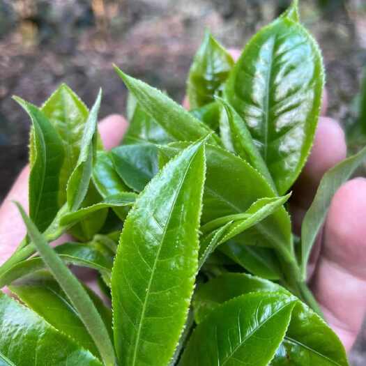 云南高山绿茶散装 浓香绿茶耐泡新茶滇绿毛茶云南古树大青叶绿茶