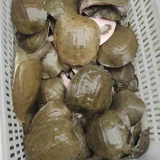 汉寿县汉寿县【生态养殖】新鲜黄沙鳖活体水产甲鱼批发零售