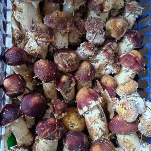 高阳县新鲜赤松茸直采自河北保定高阳优质蔬菜食用菌