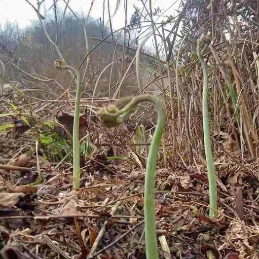 长沙蕨菜浏阳大山里野生蕨菜新鲜蔬菜山野菜现摘厥菜撅