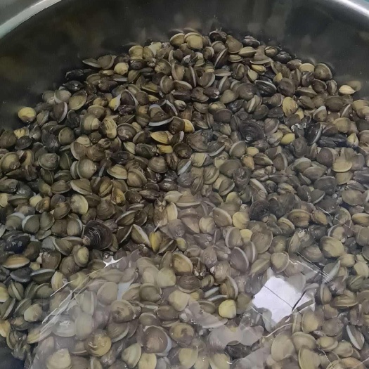佛山北方黄沙蚬大量现货