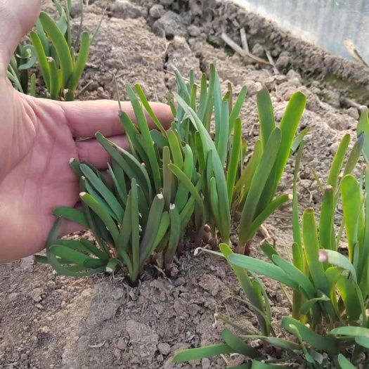 夏邑县农大红喜独根红韭菜种子，叶片深绿宽厚，辛香鲜嫩，耐寒抗病