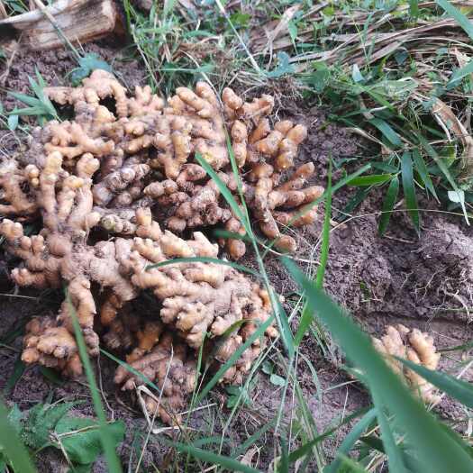 3块钱一斤海南小黄姜统货，几千斤包完可联系