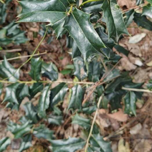 耒阳市枸骨，下订现挖，鲜货不加工