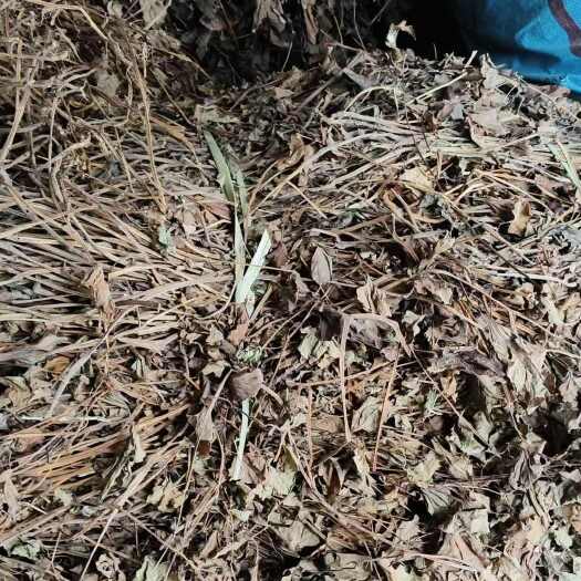 重庆市干货折耳根（鱼腥草）