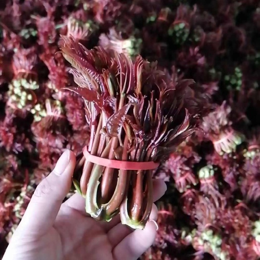 红油香椿