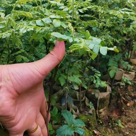 灵山县猴耳环中药材苗20公分高起