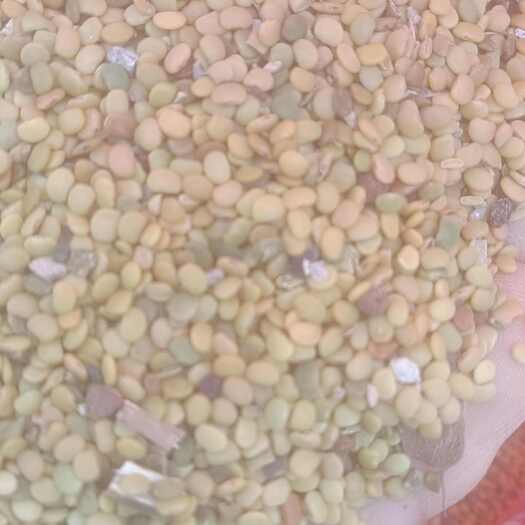 廉江市葫芦茶种子