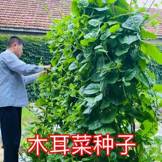 成都【木耳菜种子】圆叶木耳菜种子夏季耐热蔬菜播种种植小院阳台盆栽