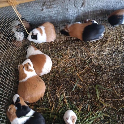 新沂市大豚鼠一斤以上，适合做肉肉鼠