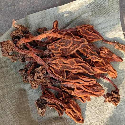 亳州回春草 不老草 顶天柱 无硫