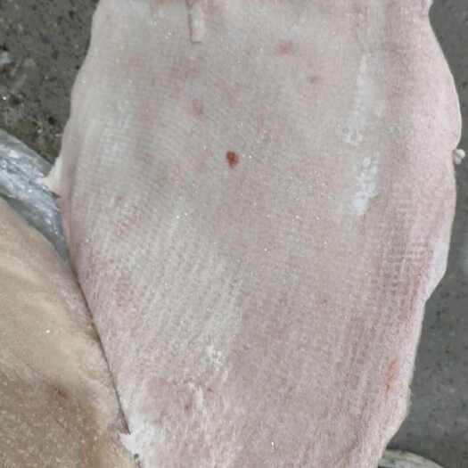 石家庄一级机制肥猪大皮