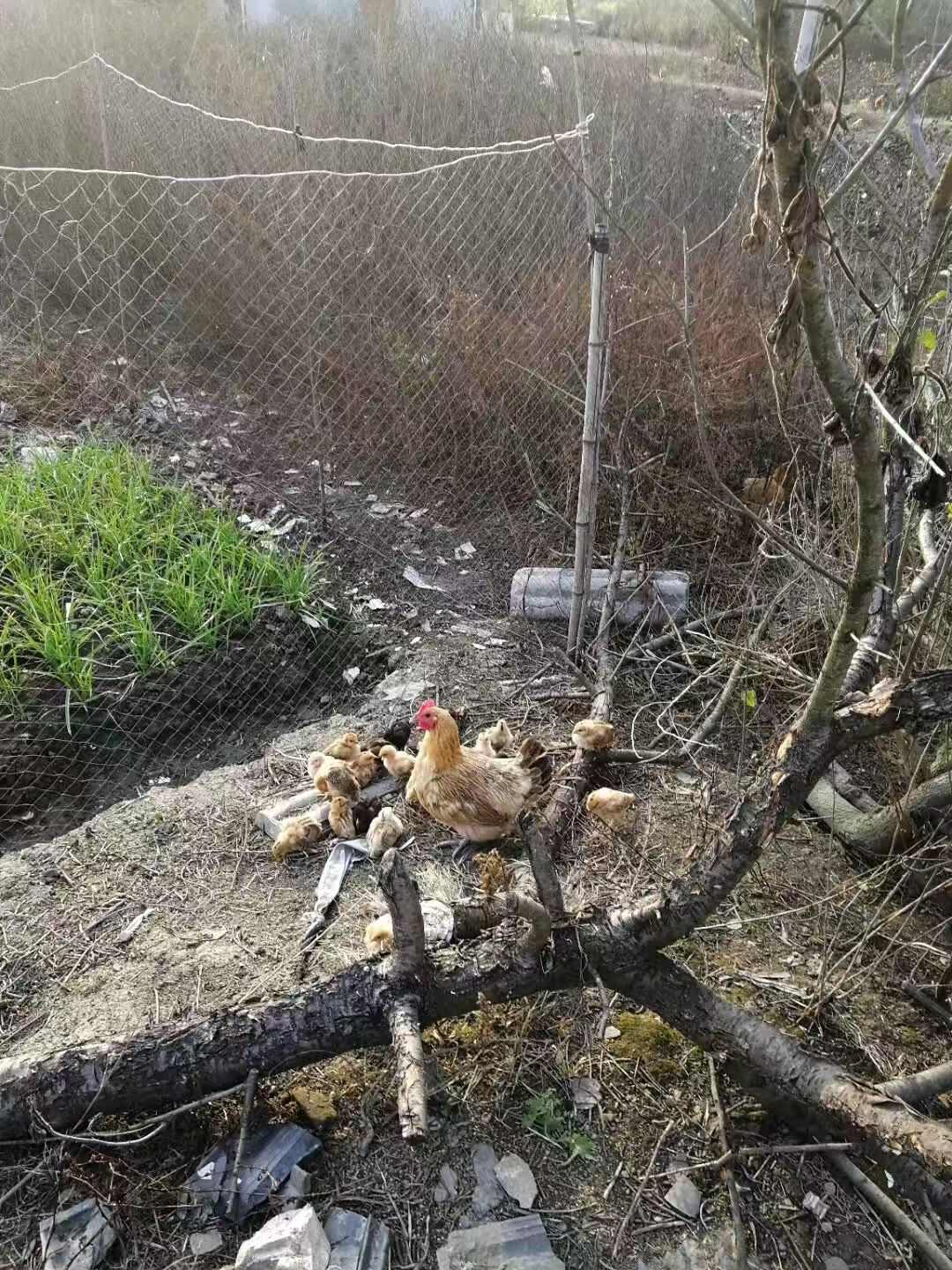 山村散养纯正老品种母鸡，精选土鸡蛋，母鸡孵化，