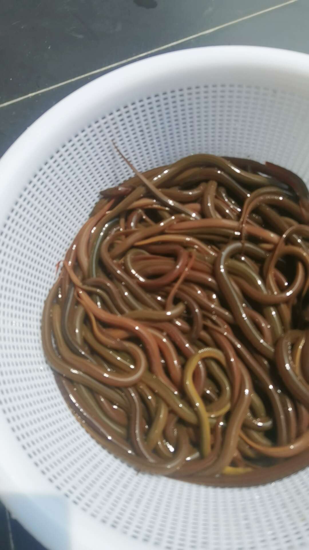 山區(qū)土黃鱔：肉質(zhì)緊實，久煮不散，軟糯香甜，湯鮮味美