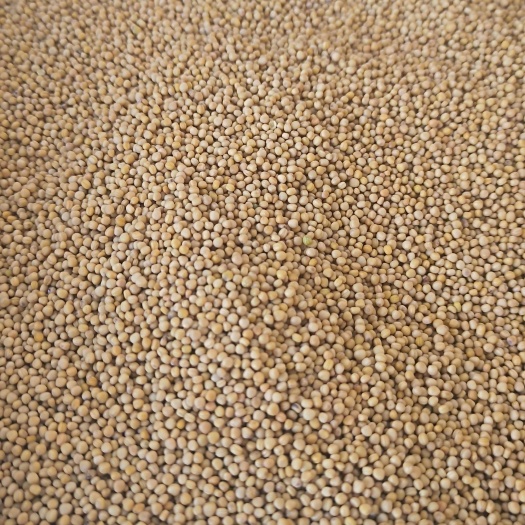 鄄城县白芥子 批发各种中药材 质量保证 量大从优