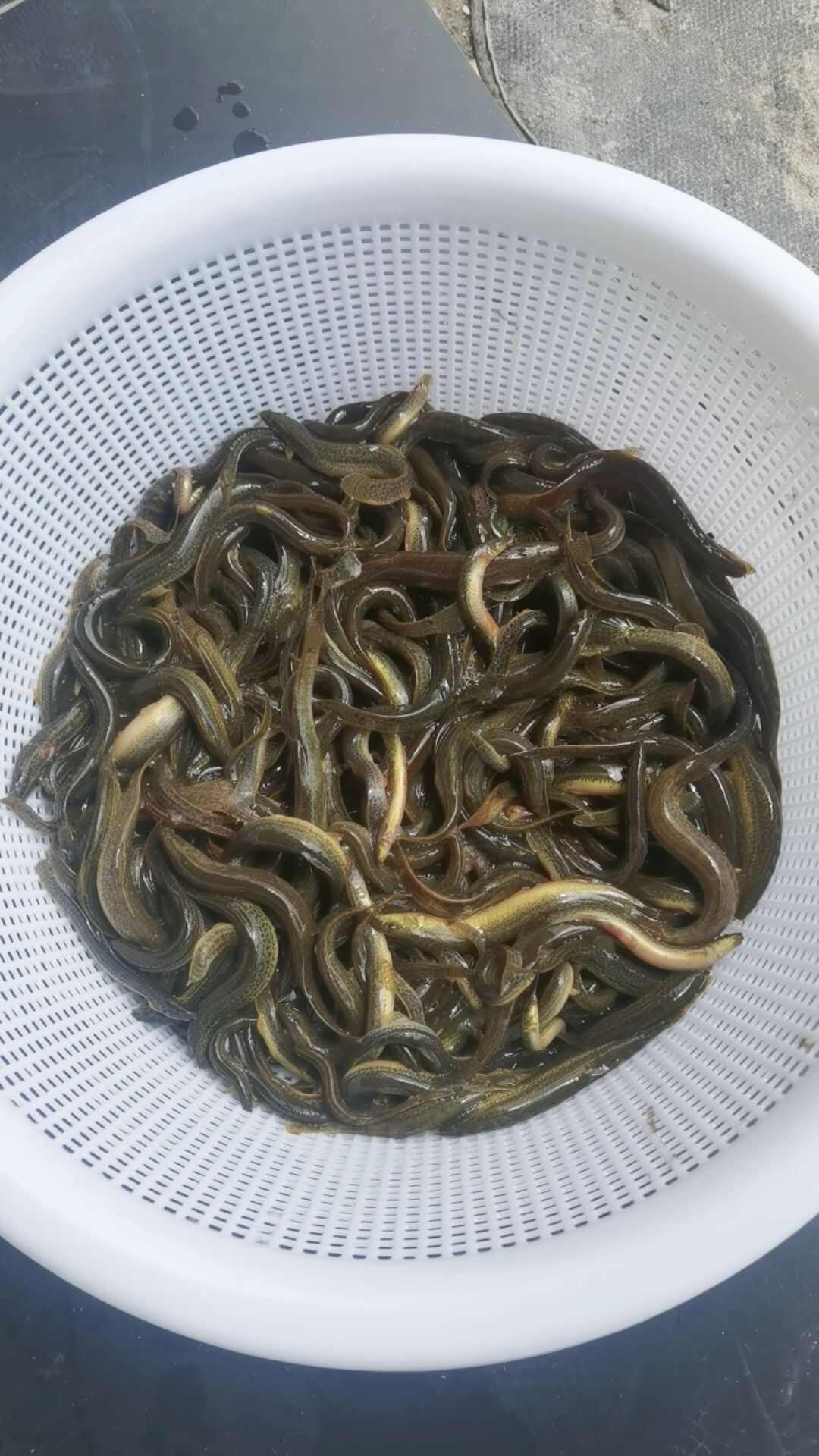 湖南山区土泥鳅（全圆鳅）现捕现发，水产批发零售