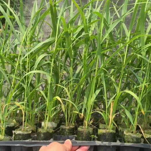 宾阳县耐寒高产牧草芦竹苗