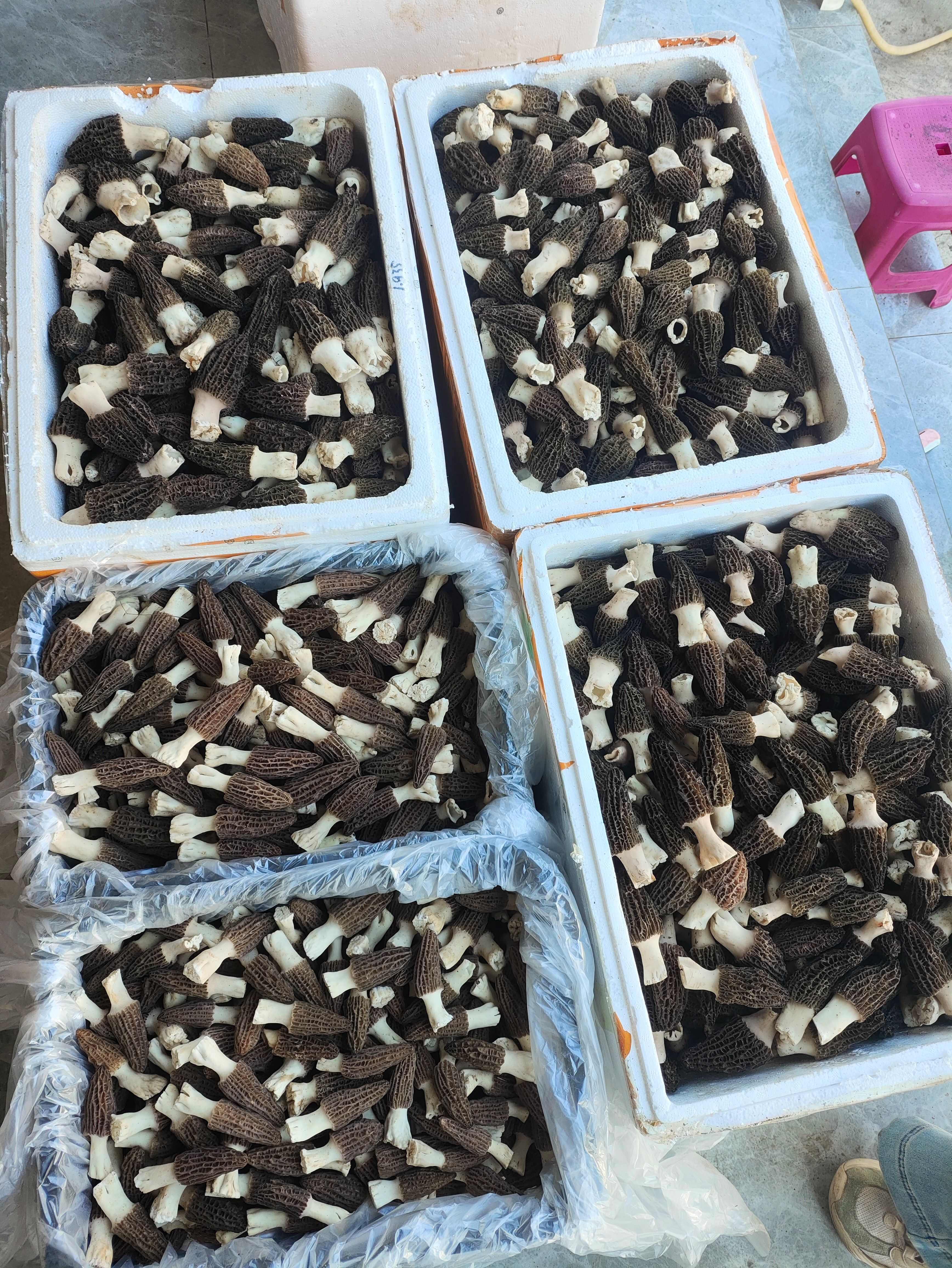 汉中新鲜羊肚菌大量上市