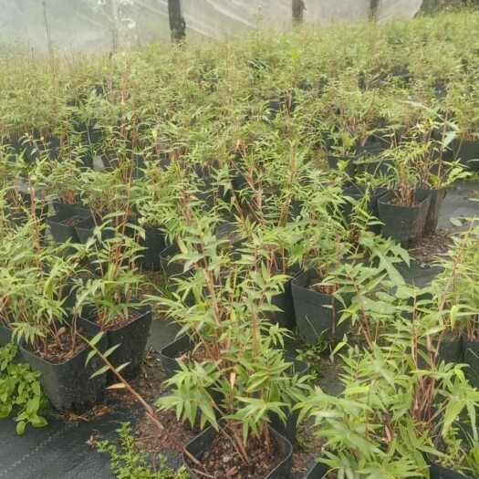 南靖县基地直销小盆红观音竹红竹红色竹子桌面阳台庭院假山绿植盆栽批发