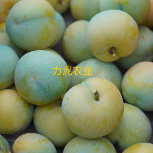 重庆市蜂糖李树苗 母树嫁接苗，包品种保成活包邮假一赔十。