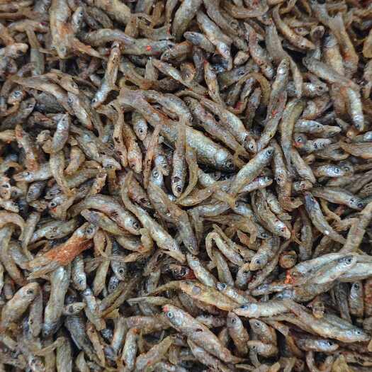 科左后旗麦穗鱼干  河虾干…