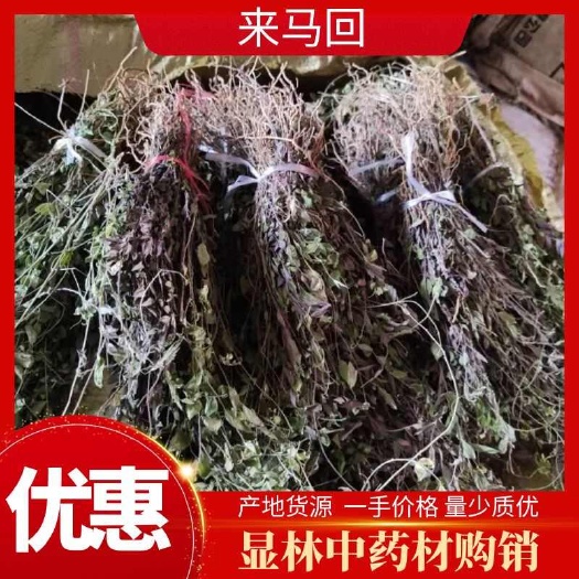 干品来马回瓜子金勒马回