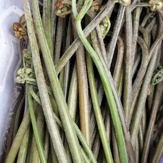 贵阳新鲜蕨菜 直发自贵阳花溪 绿色山野风味 适合批发零售