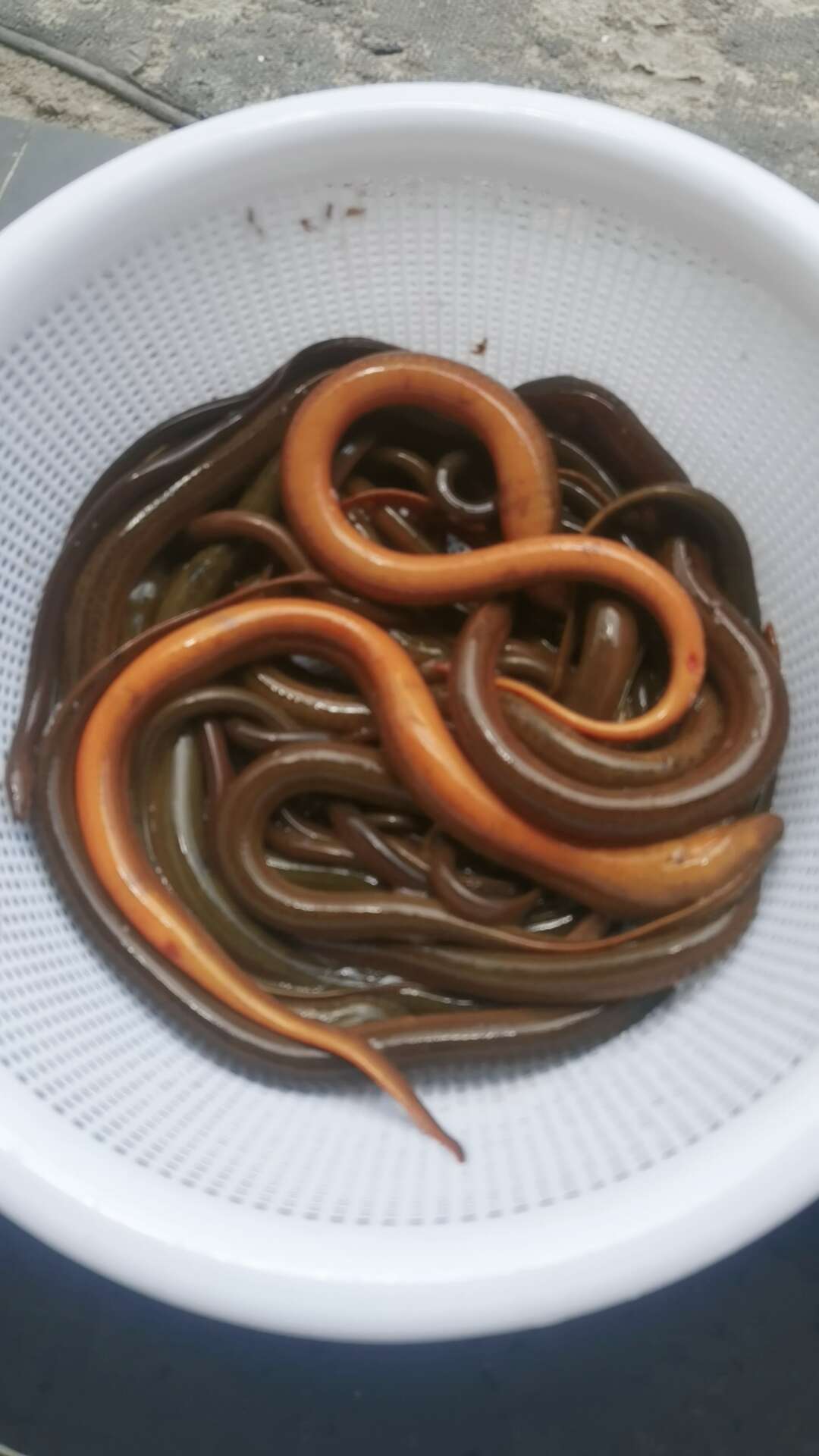 山區(qū)土黃鱔：肉質(zhì)緊實，久煮不散，軟糯香甜，湯鮮味美