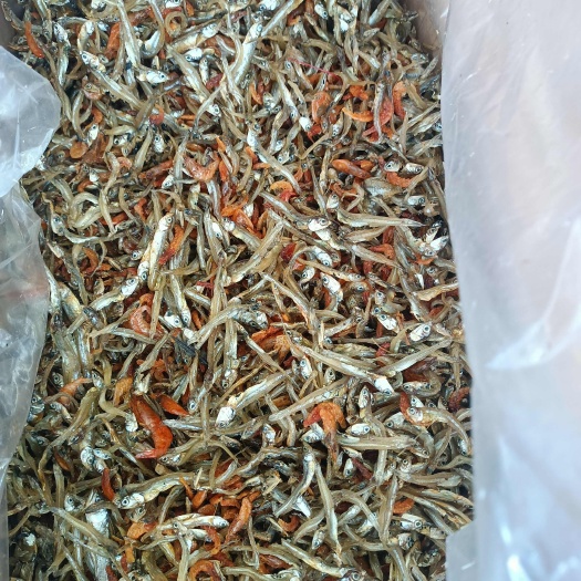 日照小鱼小虾