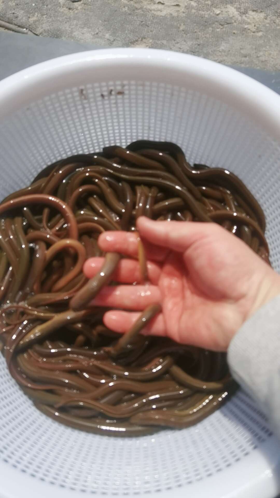 山區(qū)土黃鱔：肉質(zhì)緊實，久煮不散，軟糯香甜，湯鮮味美