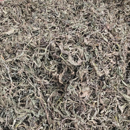 城固县陕西汉中城固县优质大青叶中药材批发供应