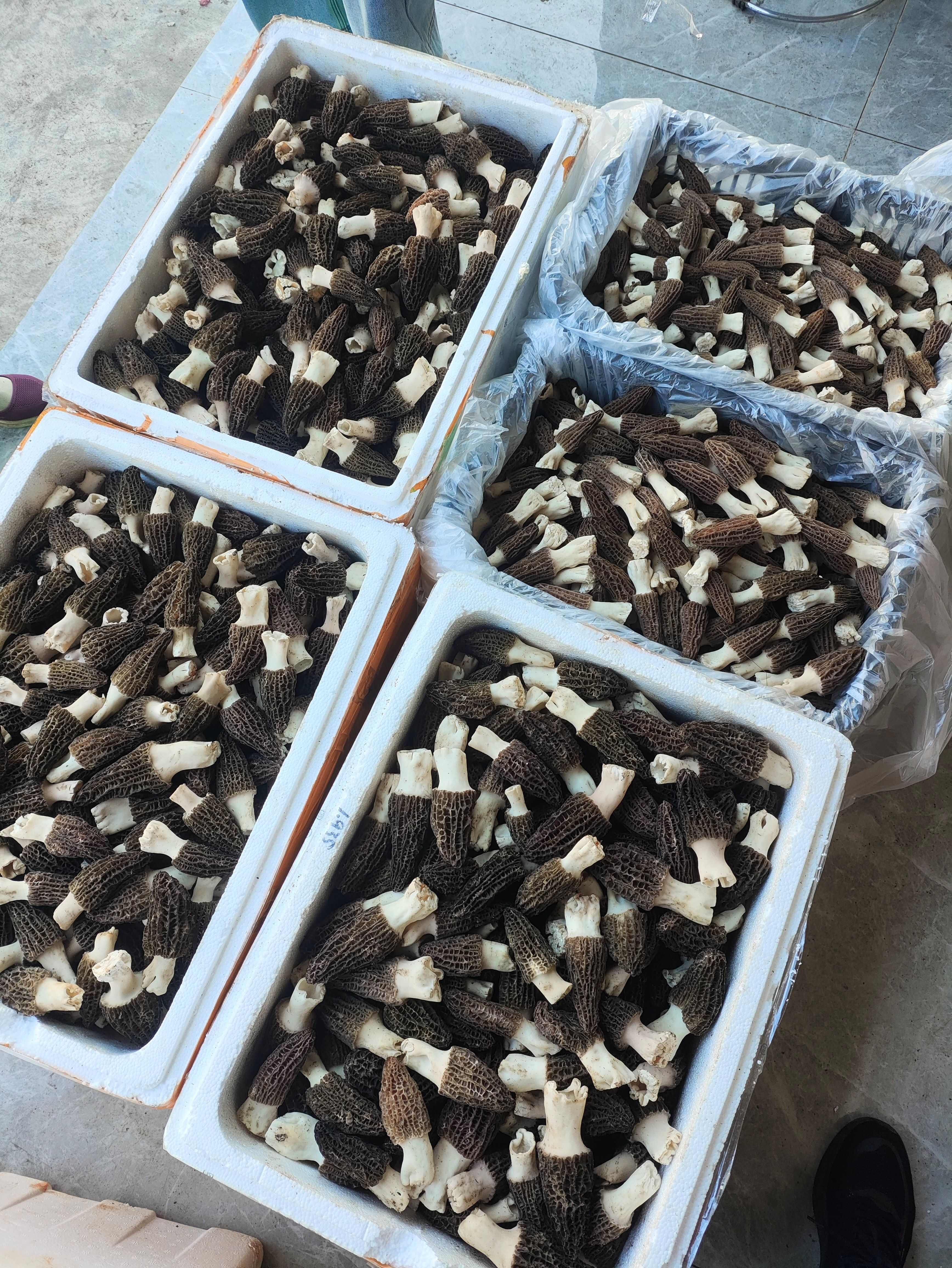 汉中新鲜羊肚菌大量上市