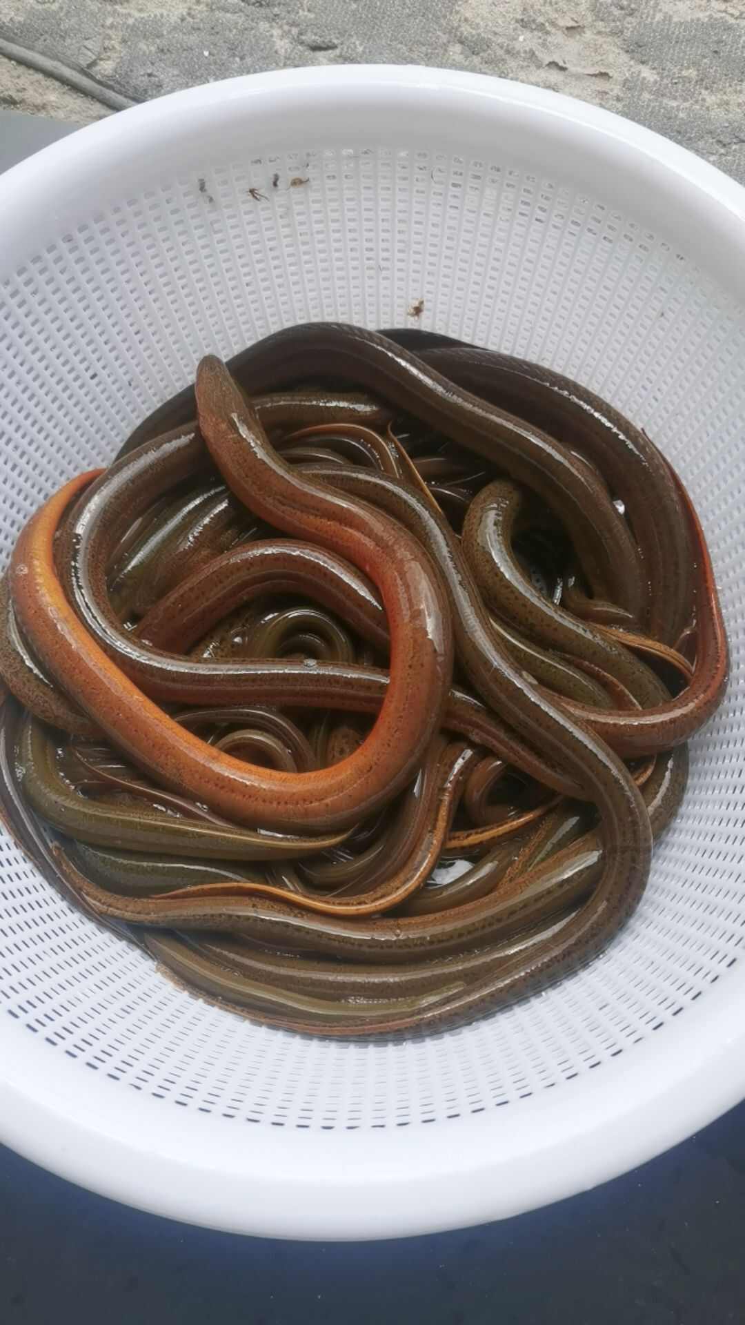 山區(qū)土黃鱔：肉質(zhì)緊實，久煮不散，軟糯香甜，湯鮮味美