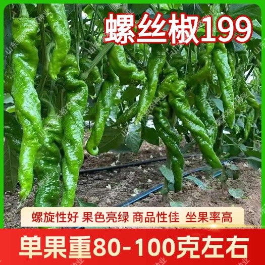 寿光市螺丝椒199种子.抗病，大果，辣味浓！