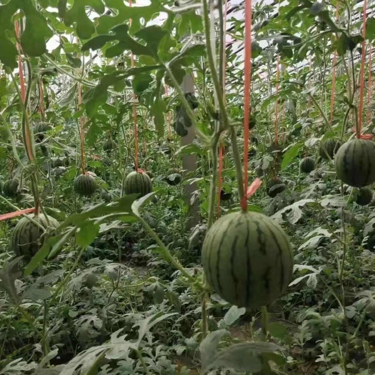 聊城山东聊城精选礼品小吊瓜脆甜多汁大量供应各大市场商超电商