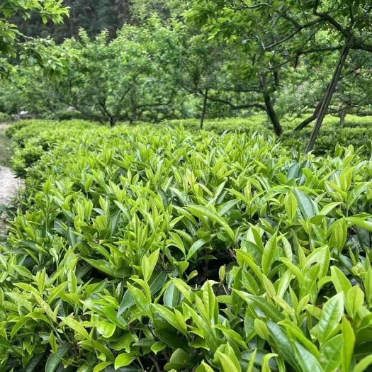 广州高山绿茶，手工绿茶，清明茶