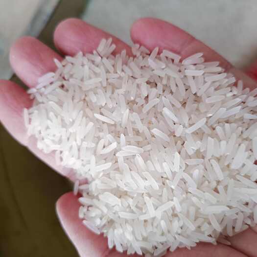 阳江大米