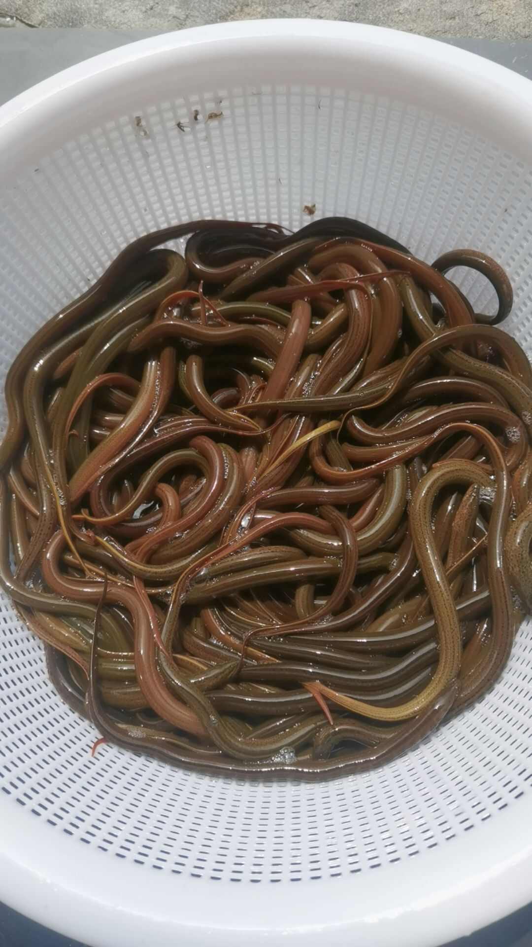 山區(qū)土黃鱔：肉質(zhì)緊實，久煮不散，軟糯香甜，湯鮮味美
